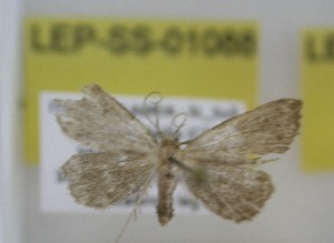  ( - LEP-SS-01088)  @11 [ ] No Rights Reserved (nrr) (2021) Unspecified Centro di Ricerca Foreste e Legno