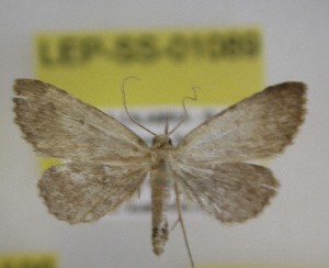  ( - LEP-SS-01089)  @11 [ ] No Rights Reserved (nrr) (2021) Unspecified Centro di Ricerca Foreste e Legno