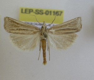  (Ancylolomia tentaculella - LEP-SS-01167)  @11 [ ] No Rights Reserved (nrr) (2021) Unspecified Centro di Ricerca Foreste e Legno