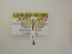  ( - LEP-SS-01182)  @11 [ ] No Rights Reserved (nrr) (2021) Unspecified Centro di Ricerca Foreste e Legno