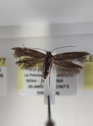  ( - LEP-SS-06278)  @11 [ ] No Rights Reserved (2024) Stefano Scalercio Consiglio per la ricerca in agricoltura e l'analisi dell'economia agraria