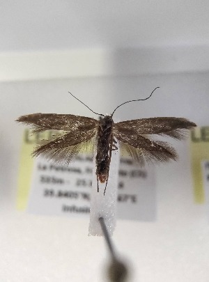  ( - LEP-SS-06279)  @11 [ ] No Rights Reserved (2024) Stefano Scalercio Consiglio per la ricerca in agricoltura e l'analisi dell'economia agraria