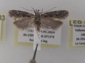  ( - LEP-SS-06034)  @11 [ ] No Rights Reserved (2024) Stefano Scalercio Consiglio per la ricerca in agricoltura e l'analisi dell'economia agraria