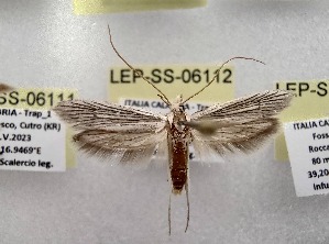  (Pterolonche albescens - LEP-SS-06112)  @11 [ ] No Rights Reserved (2024) Stefano Scalercio Consiglio per la ricerca in agricoltura e l'analisi dell'economia agraria