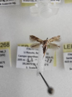  ( - LEP-SS-06269)  @11 [ ] No Rights Reserved (2024) Stefano Scalercio Consiglio per la ricerca in agricoltura e l'analisi dell'economia agraria