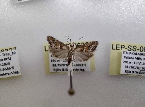  ( - LEP-SS-06328)  @11 [ ] No Rights Reserved (2024) Stefano Scalercio Consiglio per la ricerca in agricoltura e l'analisi dell'economia agraria