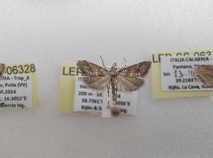  ( - LEP-SS-06329)  @11 [ ] No Rights Reserved (2024) Stefano Scalercio Consiglio per la ricerca in agricoltura e l'analisi dell'economia agraria