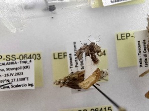  ( - LEP-SS-06404)  @11 [ ] No Rights Reserved (2024) Stefano Scalercio Consiglio per la ricerca in agricoltura e l'analisi dell'economia agraria