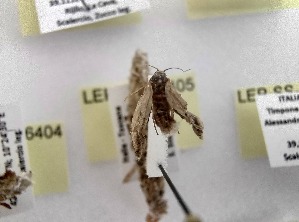  ( - LEP-SS-06405)  @11 [ ] No Rights Reserved (2024) Stefano Scalercio Consiglio per la ricerca in agricoltura e l'analisi dell'economia agraria