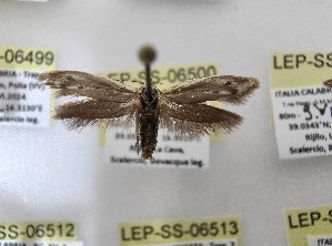  ( - LEP-SS-06500)  @11 [ ] No Rights Reserved (2024) Stefano Scalercio Consiglio per la ricerca in agricoltura e l'analisi dell'economia agraria