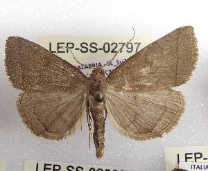  ( - LEP-SS-02797)  @11 [ ] No Rights Reserved (2023) Stefano Scalercio Consiglio per la ricerca in agricoltura e l'analisi dell'economia agraria