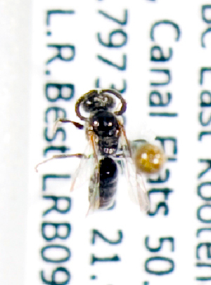  (Sphecodes sp3 - LRBBC486)  @12 [ ] CreativeCommons - Attribution Non-Commercial Share-Alike (2010) Packer Collection at York University York University