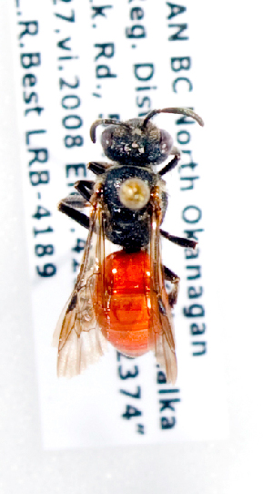  (Sphecodes cf. persimilis - LRBBC528)  @13 [ ] CreativeCommons - Attribution Non-Commercial Share-Alike (2010) Packer Collection at York University York University