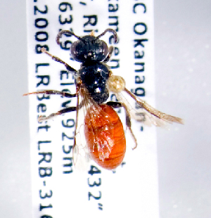  (Sphecodes bc7 - LRBBC544)  @13 [ ] CreativeCommons - Attribution Non-Commercial Share-Alike (2010) Packer Collection at York University York University