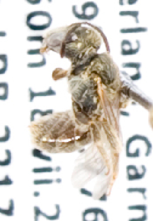  (Halictus tripartitus2 - LRBBC606)  @12 [ ] CreativeCommons - Attribution Non-Commercial Share-Alike (2010) Packer Collection at York University York University