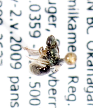  ( - LRBBC677)  @12 [ ] CreativeCommons - Attribution Non-Commercial Share-Alike (2010) Packer Collection at York University York University