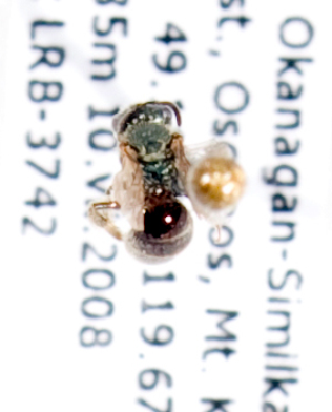  ( - LRBBC678)  @12 [ ] CreativeCommons - Attribution Non-Commercial Share-Alike (2010) Packer Collection at York University York University