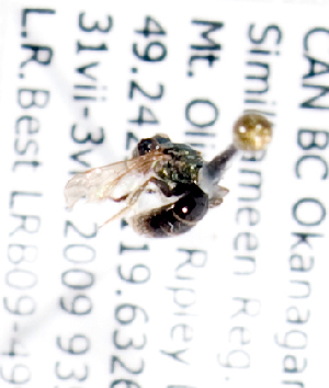  ( - LRBBC679)  @12 [ ] CreativeCommons - Attribution Non-Commercial Share-Alike (2010) Packer Collection at York University York University