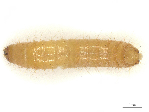  ( - CBG-B00192-H11)  @11 [ ] CreativeCommons - Attribution Share - Alike (2025) CBG Photography Group Centre for Biodiversity Genomics