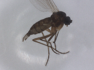  ( - CBG-B00271-G09)  @11 [ ] CreativeCommons - Attribution Share Alike (2025) CBG Photography Group Centre for Biodiversity Genomics