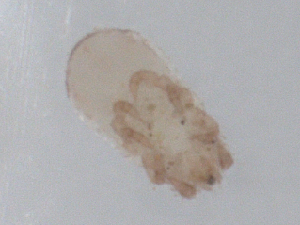  ( - CBG-B01123-F09)  @11 [ ] CreativeCommons - Attribution Share - Alike (2025) CBG Photography Group Centre for Biodiversity Genomics