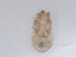  ( - CBG-B01124-A04)  @11 [ ] CreativeCommons - Attribution Share - Alike (2025) CBG Photography Group Centre for Biodiversity Genomics