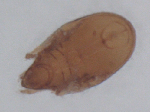  ( - CBG-B01124-G04)  @11 [ ] CreativeCommons - Attribution Share - Alike (2025) CBG Photography Group Centre for Biodiversity Genomics