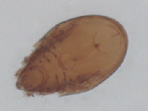  ( - CBG-B01125-H03)  @11 [ ] CreativeCommons - Attribution Share - Alike (2025) CBG Photography Group Centre for Biodiversity Genomics