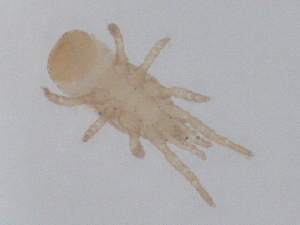  (Dendroseius - CBG-B01129-D09)  @11 [ ] CreativeCommons - Attribution Share - Alike (2025) CBG Photography Group Centre for Biodiversity Genomics