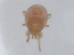  ( - CBG-B01129-G12)  @11 [ ] CreativeCommons - Attribution Share - Alike (2025) CBG Photography Group Centre for Biodiversity Genomics