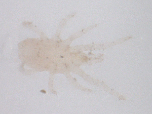  ( - CBG-B01129-H05)  @11 [ ] CreativeCommons - Attribution Share - Alike (2025) CBG Photography Group Centre for Biodiversity Genomics