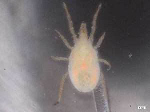  ( - CBG-B01823-D12)  @11 [ ] CreativeCommons - Attribution Share - Alike (2025) CBG Photography Group Centre for Biodiversity Genomics