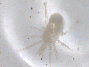  ( - CBG-B01828-H06)  @11 [ ] CreativeCommons - Attribution Share - Alike (2025) CBG Photography Group Centre for Biodiversity Genomics