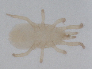  ( - CBG-B01829-B10)  @11 [ ] CreativeCommons - Attribution Share - Alike (2025) CBG Photography Group Centre for Biodiversity Genomics