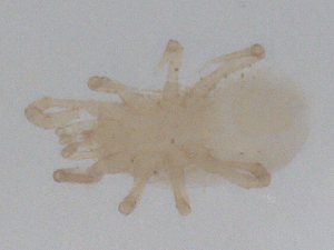  ( - CBG-B01829-B11)  @11 [ ] CreativeCommons - Attribution Share - Alike (2025) CBG Photography Group Centre for Biodiversity Genomics