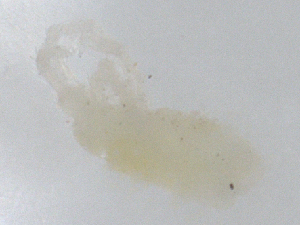  ( - CBG-B01829-H04)  @11 [ ] CreativeCommons - Attribution Share - Alike (2025) CBG Photography Group Centre for Biodiversity Genomics