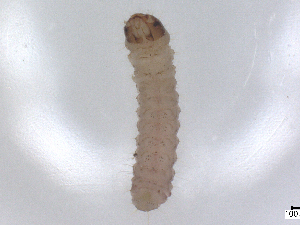  ( - CBG-B01861-C12)  @11 [ ] CreativeCommons - Attribution Share - Alike (2025) CBG Photography Group Centre for Biodiversity Genomics