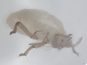  ( - CBG-B01948-A03)  @11 [ ] CreativeCommons - Attribution Share - Alike (2025) CBG Photography Group Centre for Biodiversity Genomics