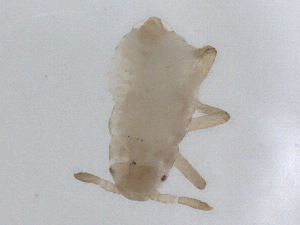  ( - CBG-B01948-A08)  @11 [ ] CreativeCommons - Attribution Share - Alike (2025) CBG Photography Group Centre for Biodiversity Genomics