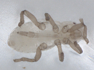  ( - CBG-B01948-B03)  @11 [ ] CreativeCommons - Attribution Share - Alike (2025) CBG Photography Group Centre for Biodiversity Genomics