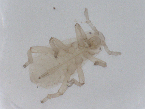  ( - CBG-B01948-B06)  @11 [ ] CreativeCommons - Attribution Share - Alike (2025) CBG Photography Group Centre for Biodiversity Genomics