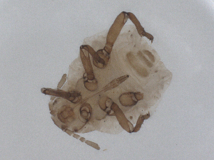  ( - CBG-B01948-B10)  @11 [ ] CreativeCommons - Attribution Share - Alike (2025) CBG Photography Group Centre for Biodiversity Genomics