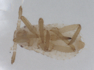  ( - CBG-B01948-B11)  @11 [ ] CreativeCommons - Attribution Share - Alike (2025) CBG Photography Group Centre for Biodiversity Genomics