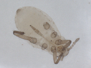  ( - CBG-B01948-B12)  @11 [ ] CreativeCommons - Attribution Share - Alike (2025) CBG Photography Group Centre for Biodiversity Genomics