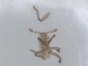  ( - CBG-B01948-C06)  @11 [ ] CreativeCommons - Attribution Share - Alike (2025) CBG Photography Group Centre for Biodiversity Genomics