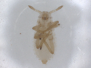  ( - CBG-B01948-D10)  @11 [ ] CreativeCommons - Attribution Share - Alike (2025) CBG Photography Group Centre for Biodiversity Genomics