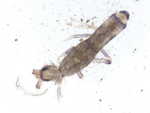  ( - CBG-B01949-D12)  @11 [ ] CreativeCommons - Attribution Share - Alike (2025) CBG Photography Group Centre for Biodiversity Genomics