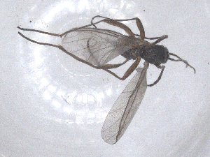  ( - CBG-B01949-G01)  @11 [ ] CreativeCommons - Attribution Share - Alike (2025) CBG Photography Group Centre for Biodiversity Genomics