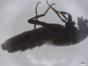  ( - CBG-B01950-D09)  @11 [ ] CreativeCommons - Attribution Share - Alike (2025) CBG Photography Group Centre for Biodiversity Genomics