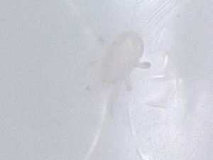  ( - CBG-B01983-A07)  @11 [ ] CreativeCommons - Attribution Share - Alike (2025) CBG Photography Group Centre for Biodiversity Genomics